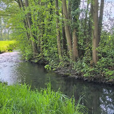 Langenapel Gew&auml;sser