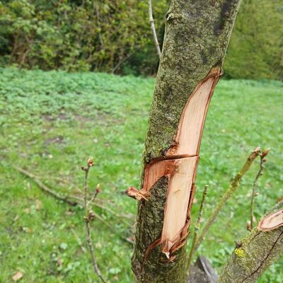 Bild vergr&ouml;&szlig;ern: B�ume in der Parkanlage am Kronsberg sind besch�digt worden