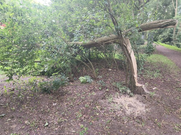 Bild vergr&ouml;&szlig;ern: Dieser Baum im Park des Friedens sollte gef�llt werden