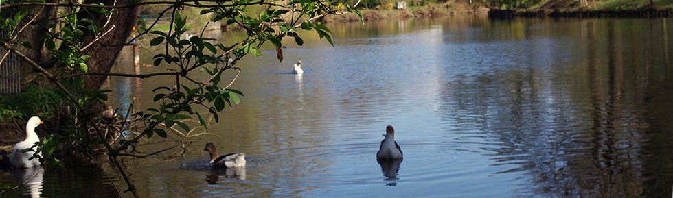 Pfefferteich im Park