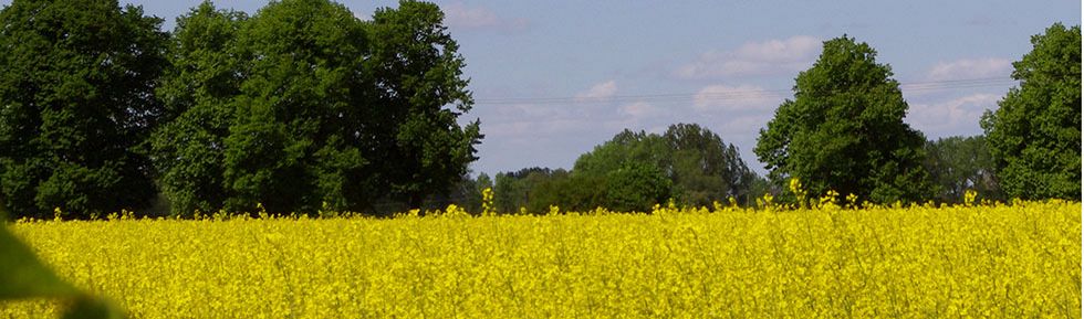 Altmark in gelb